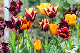 tulips